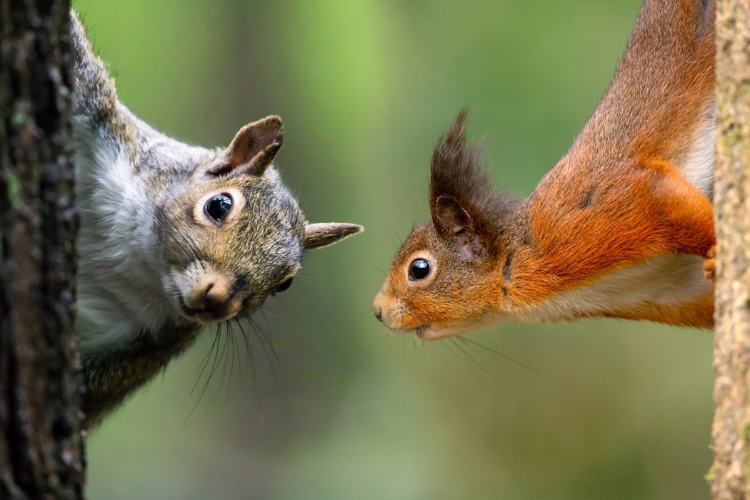 The North America Gray Squirrel is Considered an Invasive Species in the UK as They Carry Squirrel Pox That is Deadly for the Native Red Squirrels