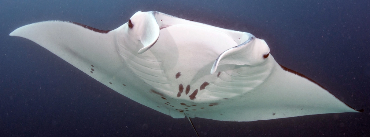 Wenn weibliche Mantarochen paarungsbereit sind, setzen sie Pheromone frei, die Männchen anziehen. Dies führt zu einem „Manta-Zug“, bei dem mehrere männliche Mantarochen einem Weibchen folgen, in der Hoffnung, sich mit ihnen zu paaren.