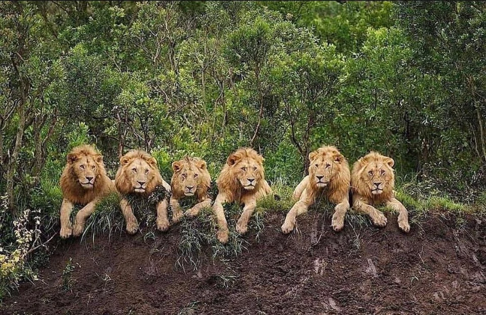 Die Mapogo Lion Coalition ist ein brutales Rudel von sechs Lions, die in ganz Afrika gefeiert haben. Sie beanspruchten 170,000 Morgen Land und töteten über 100 andere Löwen und Jungen.