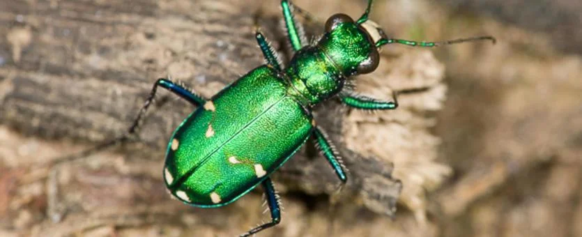 虎の甲虫は非常に速く走るので、一時的に自分自身を盲目にします。 彼らは毎秒約 120 体の長さを移動します。 彼らの環境はぼやけ、彼らの目は光を集めて画像を形成することができません。
