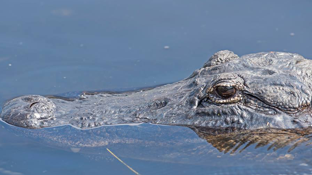 Crocodiles and Alligators Co-Exist in A Small Part of Southern Florida