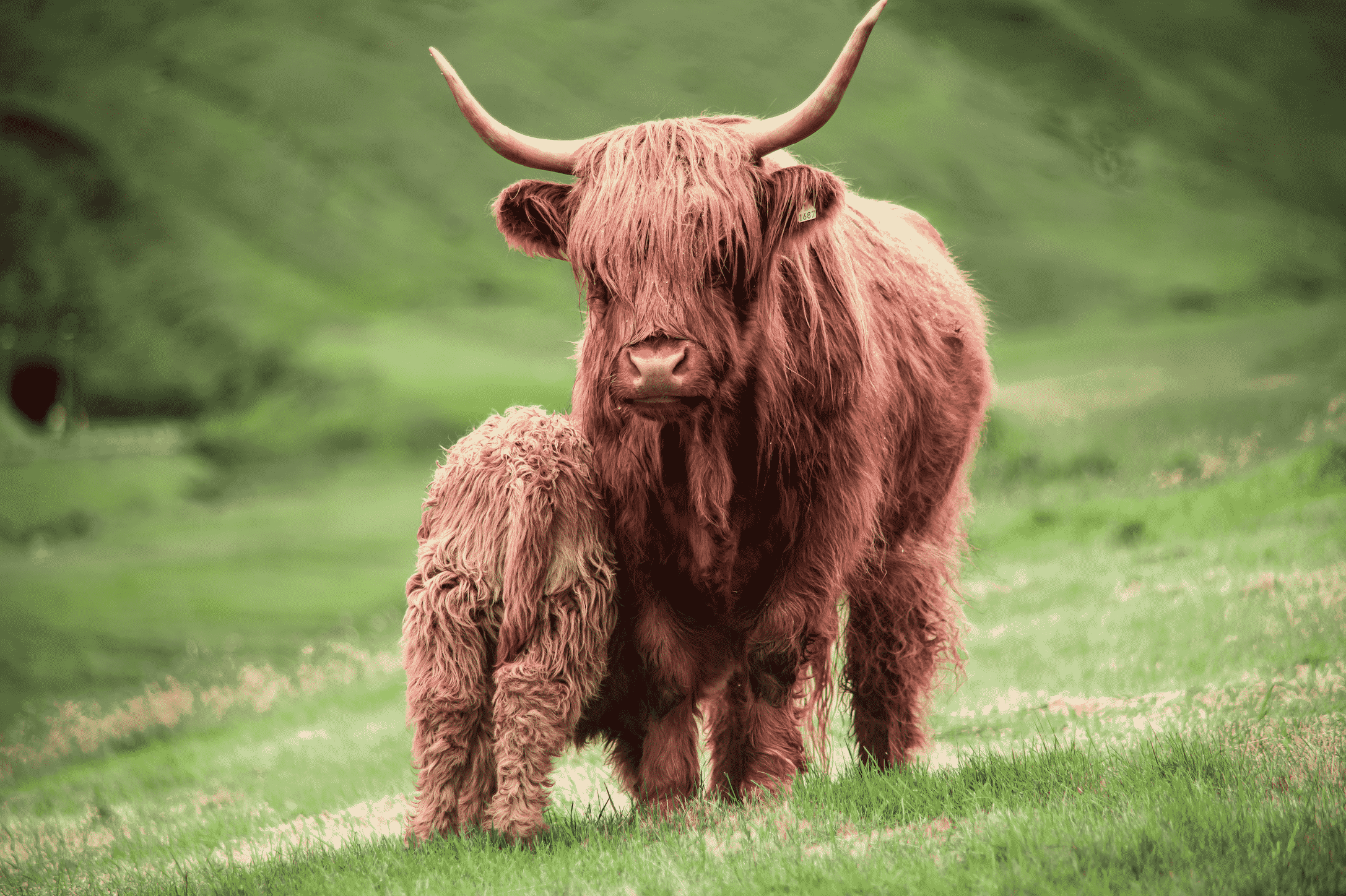 Die Haustiere der Färöer sind das Ergebnis von 1,200 Jahren isolierter Zucht. Aus diesem Grund werden die meisten Haustiere der Inseln nirgendwo sonst auf der Welt gesehen.