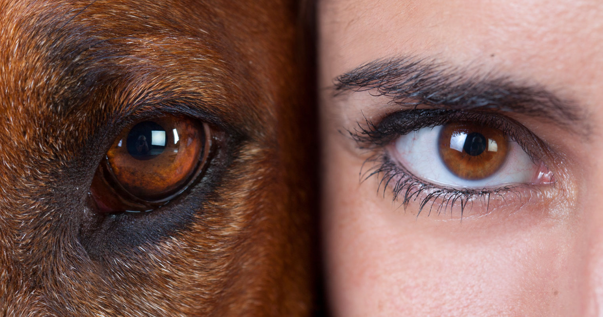 Mensen hebben de hoogste gezichtsscherpte overdag van alle zoogdieren. We hebben echter een relatief slecht nachtzicht.