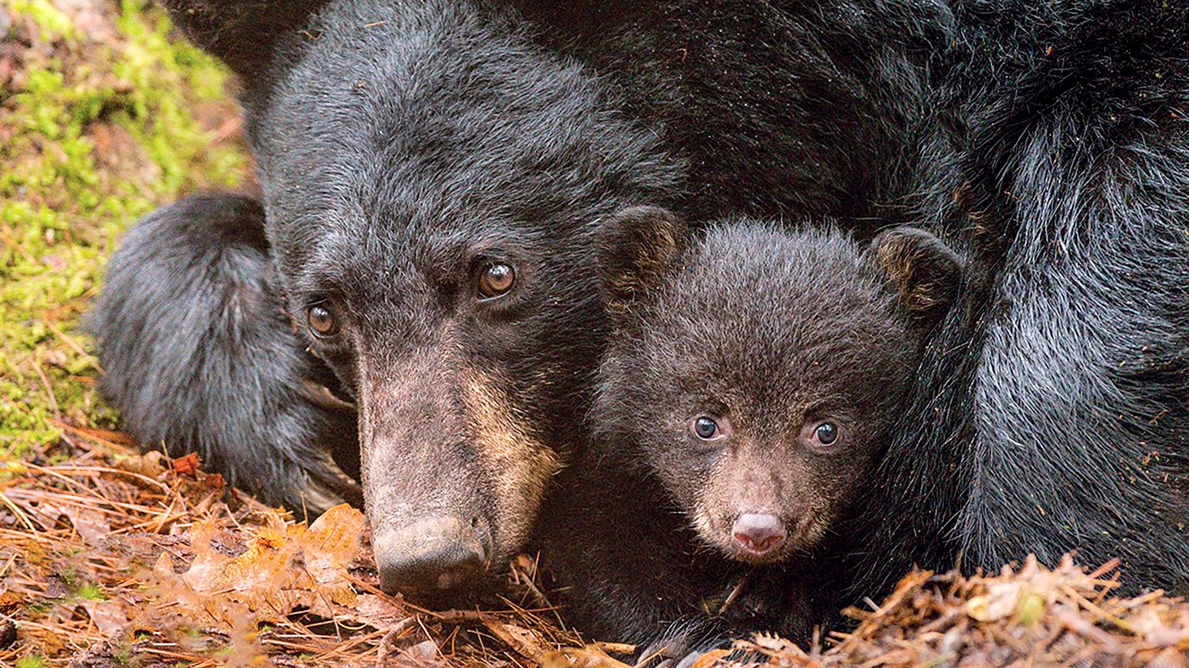 Bärenmütter schützen ihre Jungen so sehr, dass sie aktiv von Menschen besetzte Gebiete aufsuchen, weil sie wissen, dass männliche Bären, die eine Bedrohung für ihre Jungen darstellen, menschlichen Kontakt vermeiden.