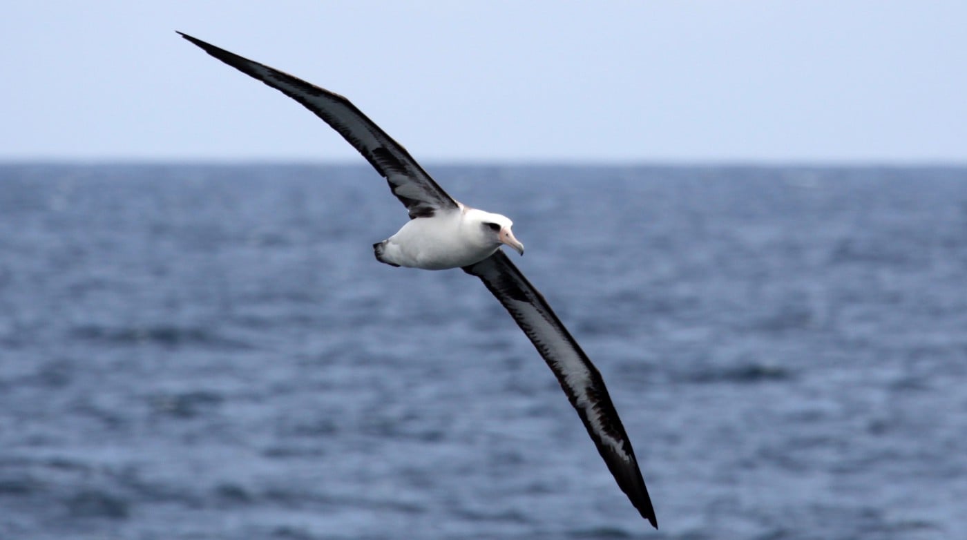 Albatrosses Use Dynamic Soaring or Slope Soaring While Flying Across the Ocean, and They Almost Never Flap Their Wings. They Can Fly This Way for About 1,000 Kilometers.