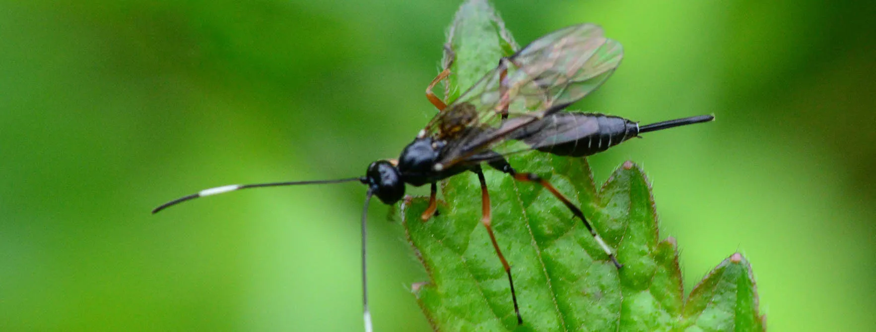 寄生バチは毛虫に卵を注入し、ホワイティンから宿主を食べる
