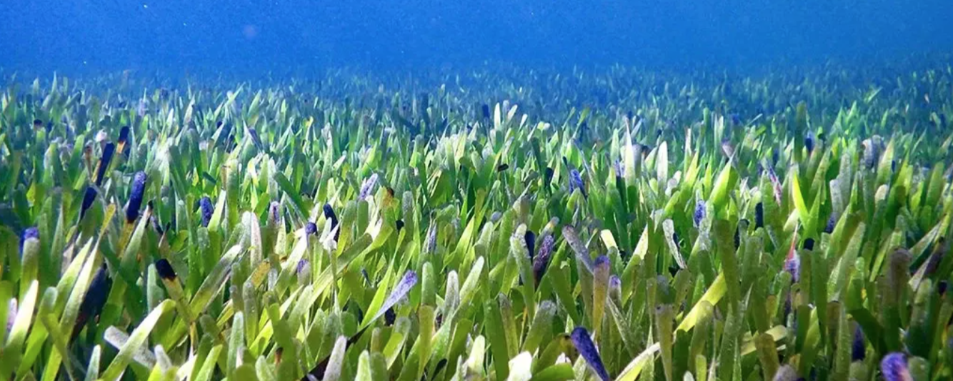 2022年現在、最大の生物はポセイドンのリボンウィードです。 約 4,500 年前に単一の種子から生成され、現在のサイズは 200 平方キロメートルです。