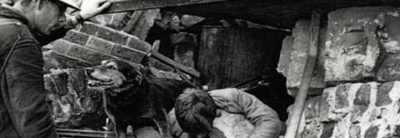 Rip was een zwerfhond geadopteerd door een Air Raid Patrolman in de Tweede Wereldoorlog. Hoewel hij niet was opgeleid voor reddingswerk, kon hij meer dan 100 slachtoffers helpen redden. Hij kreeg de Dickin-medaille voor zijn werk.