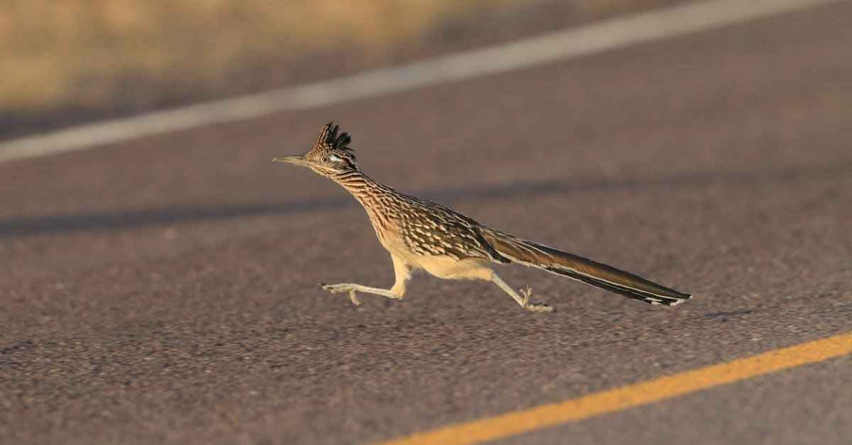 Kojoten sind tatsächlich schneller als Roadrunner. Ein Roadrunner sprintet mit rund 32 km/h, während die Höchstgeschwindigkeit eines Coyote über 64 km/h erreichen kann.