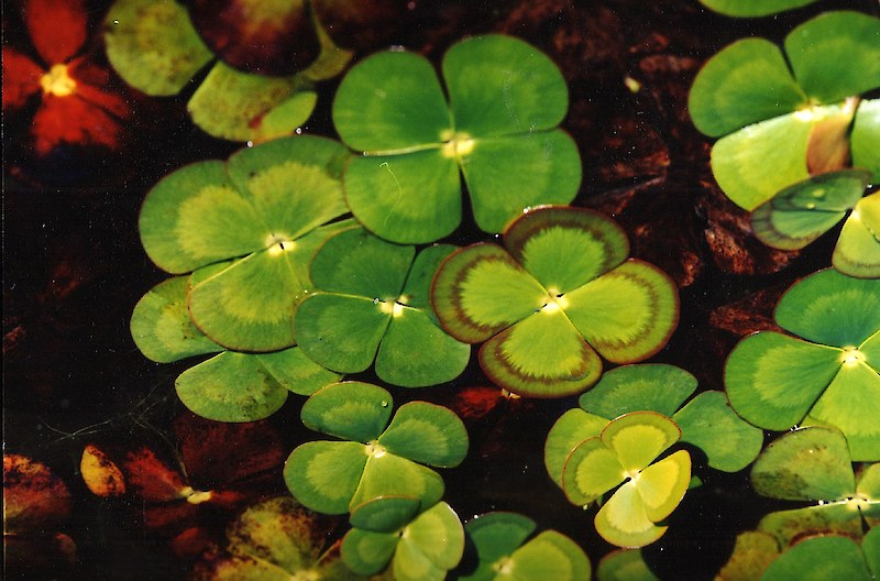 Consommer la fougère aquatique australienne appelée "Nardoo" peut vous faire mourir de faim si elle est mal préparée. La plante contient des enzymes qui effacent la thiamine. Cela rend votre corps incapable de libérer l'énergie des aliments.