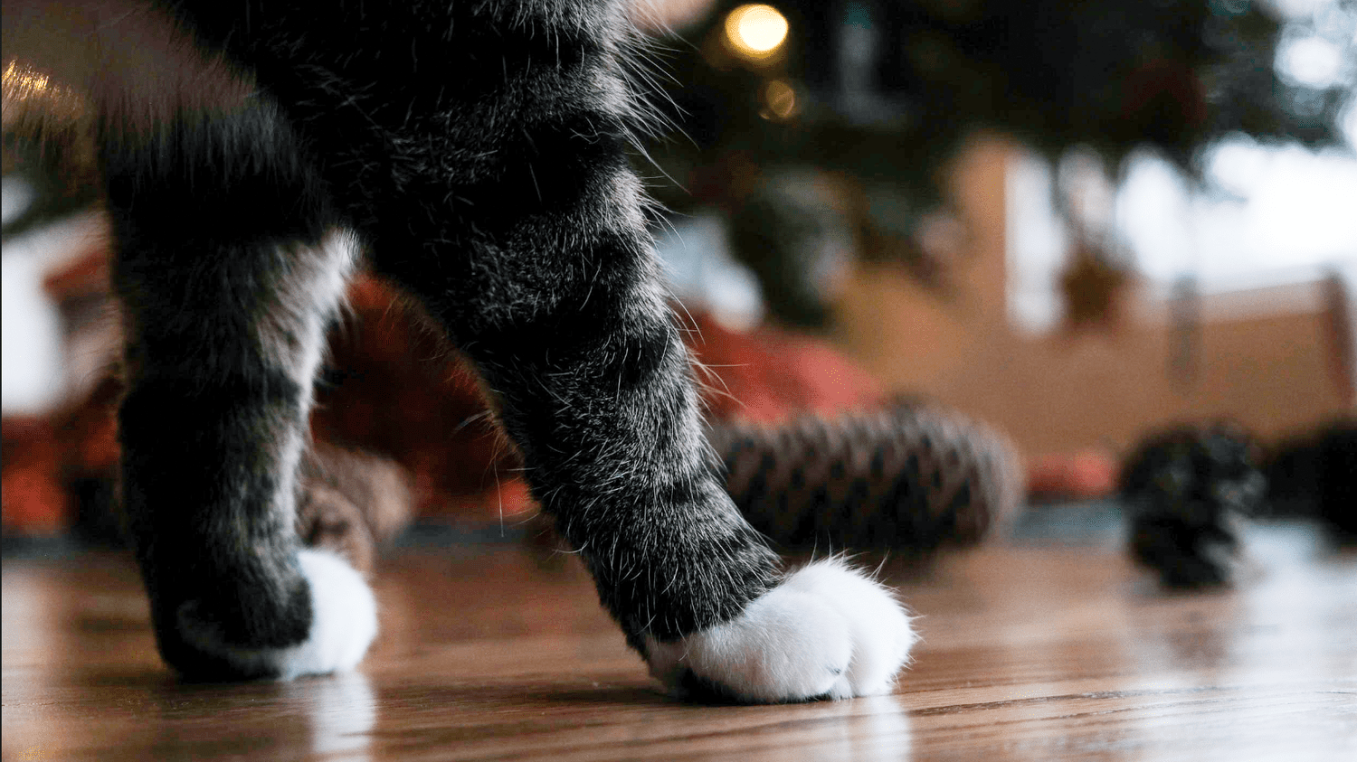 Cats Have Right or Left Paw Preferences. This is Similar to How Humans are Left or Right Handed.