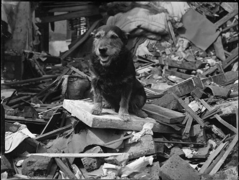 Um cão de busca e resgate da Segunda Guerra Mundial foi premiado com a Medalha Dickin por Bravura em 1945. Ele se tornou o primeiro cão de busca e resgate do Serviço e é creditado por salvar a vida de mais de 100 pessoas.
