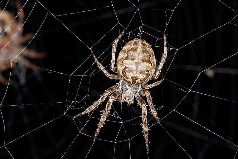 Not All Spiders That Spin Webs Make Them Sticky. Some Make Fine Silky Lattice That Entangles Their Prey Instead.