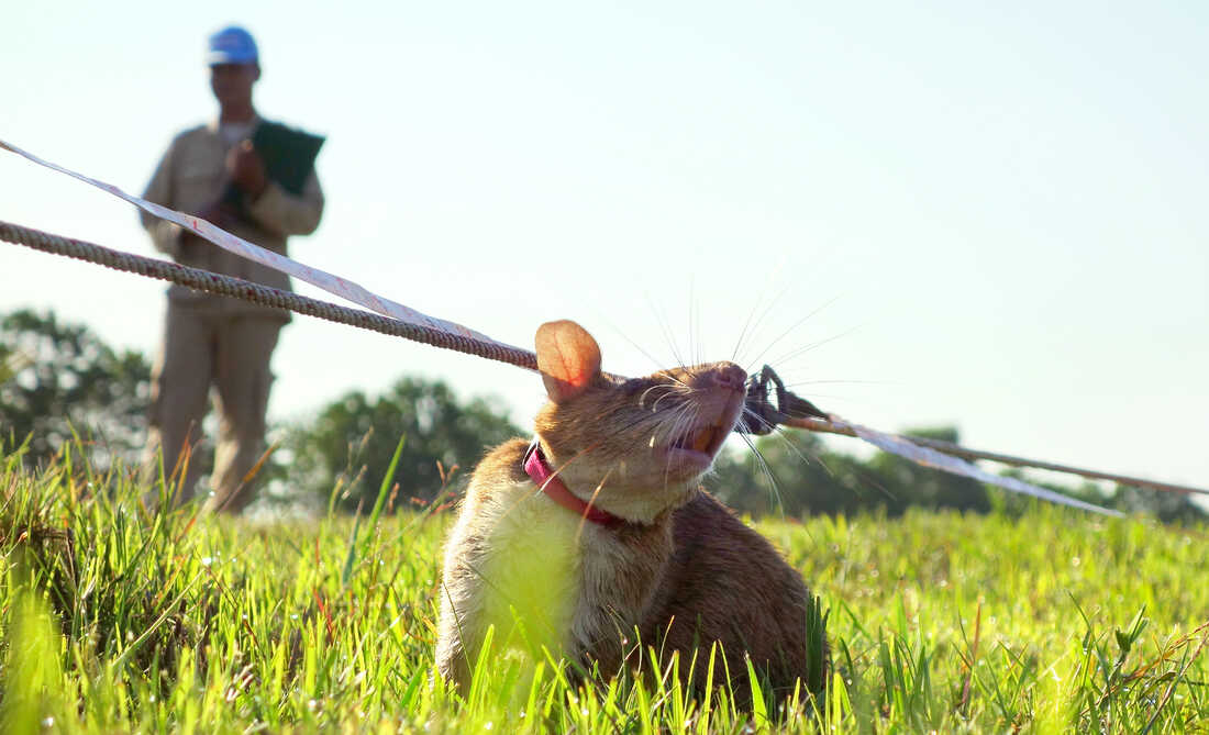 Os humanos treinaram roedores para farejar minas terrestres no Vietnã.