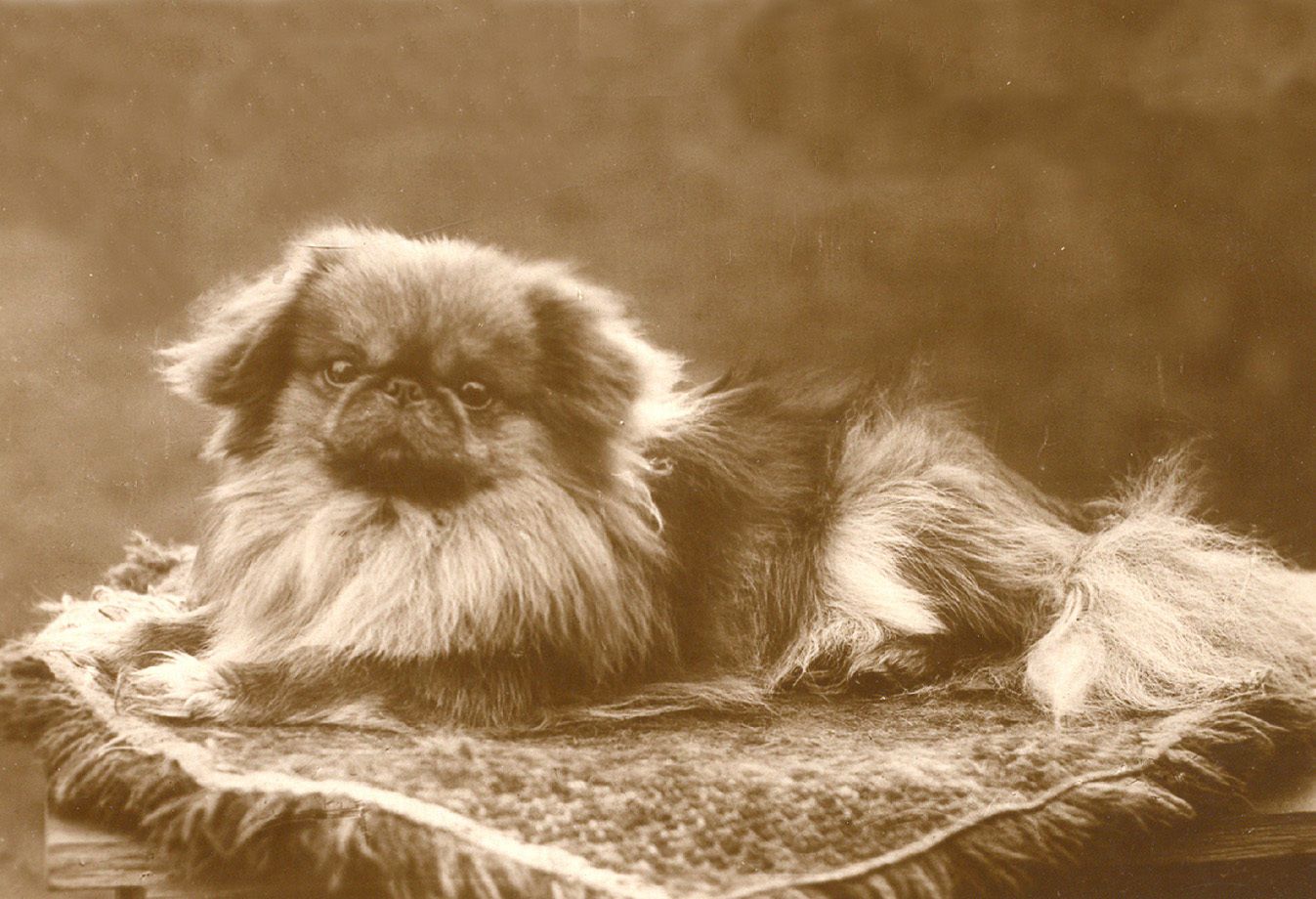 During the Looting of the Chinese Imperial Palace at the End of the Second Opium War, British Soldiers Took a Pekingese Dog to Gift to Queen Victoria. They Named It Looty.